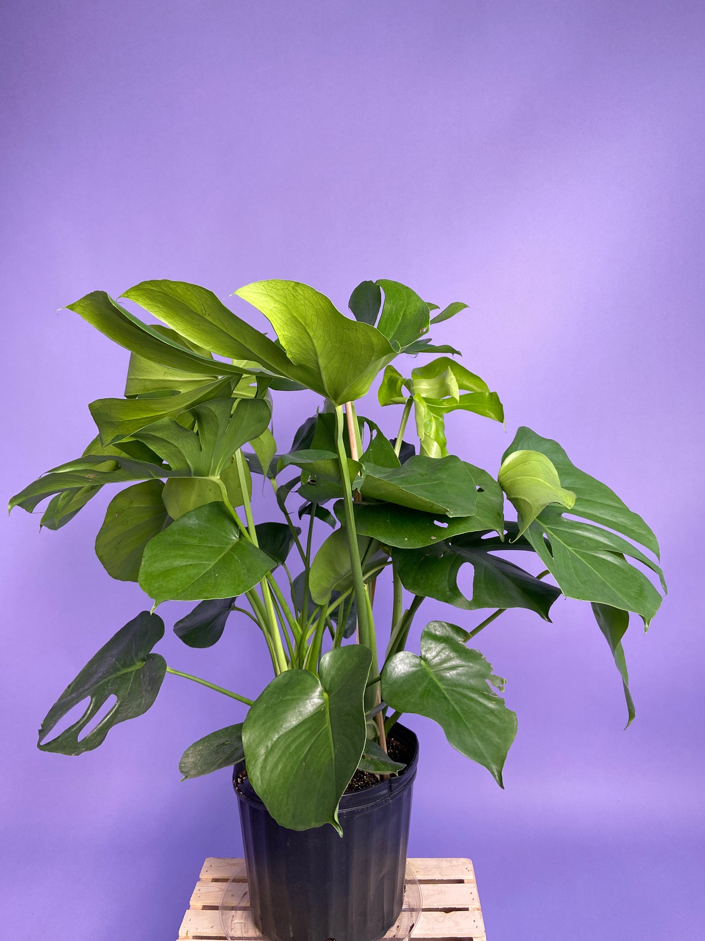 Monstera Deliciosa - 10"