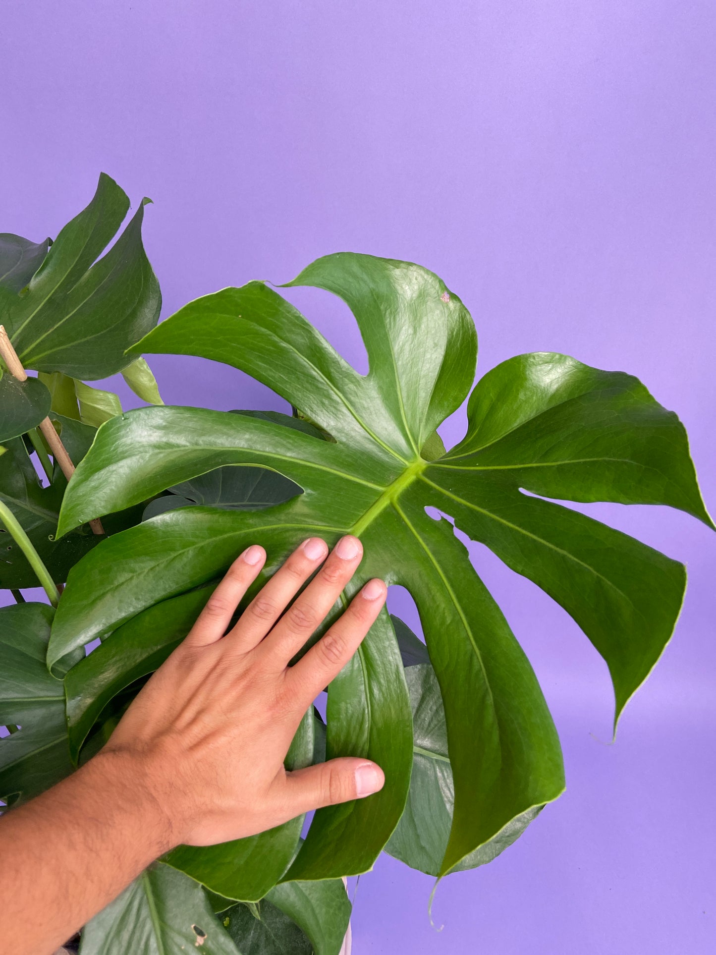 Monstera Deliciosa - 10"