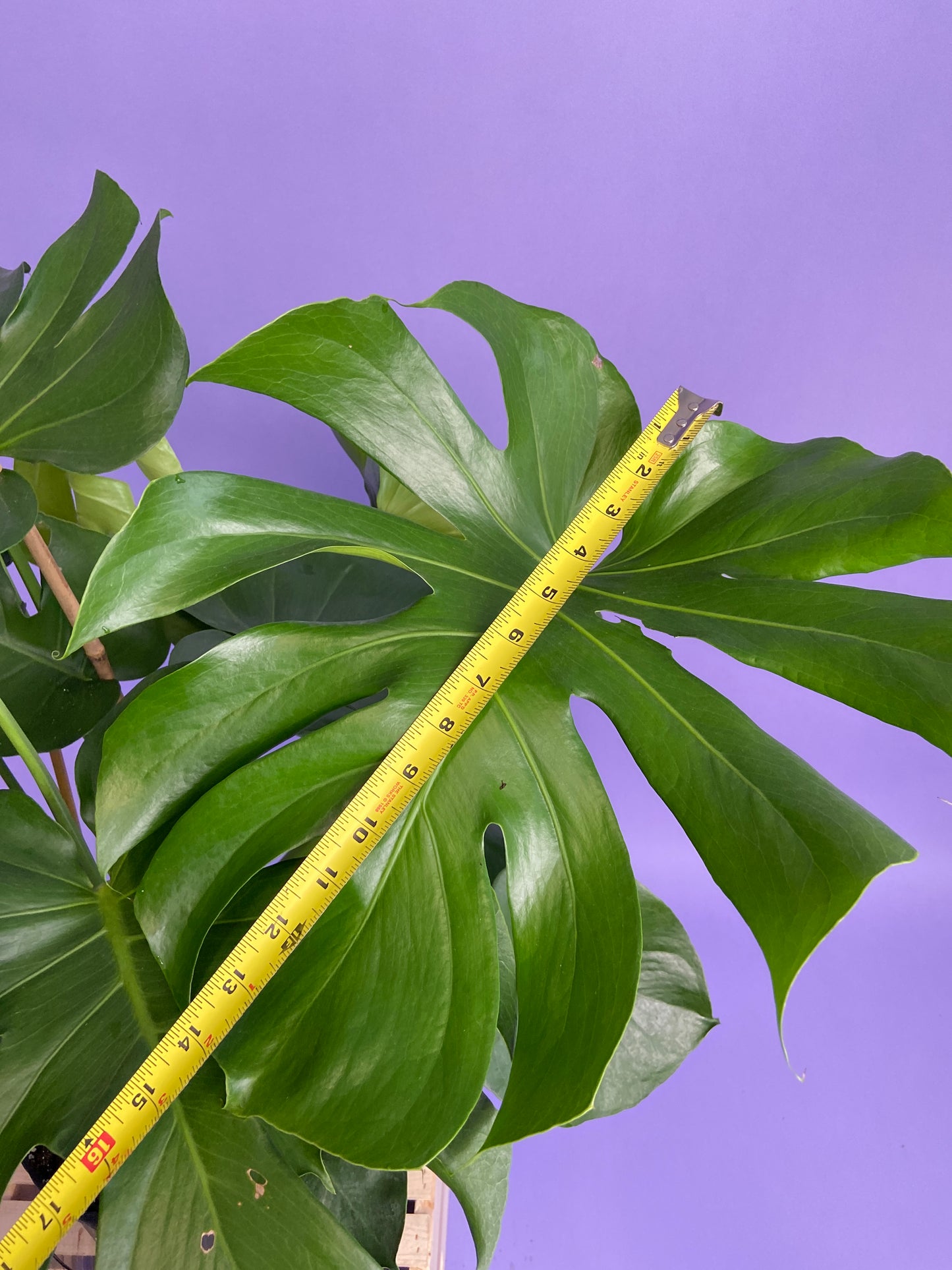Monstera Deliciosa - 10"