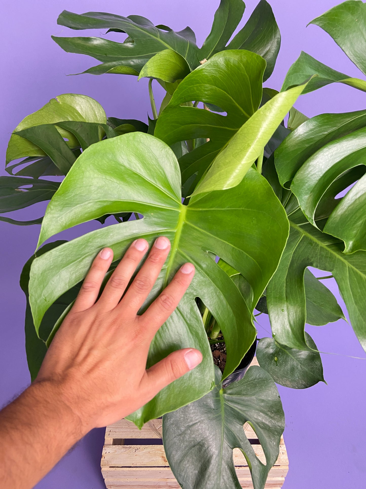 Monstera Deliciosa - 10"
