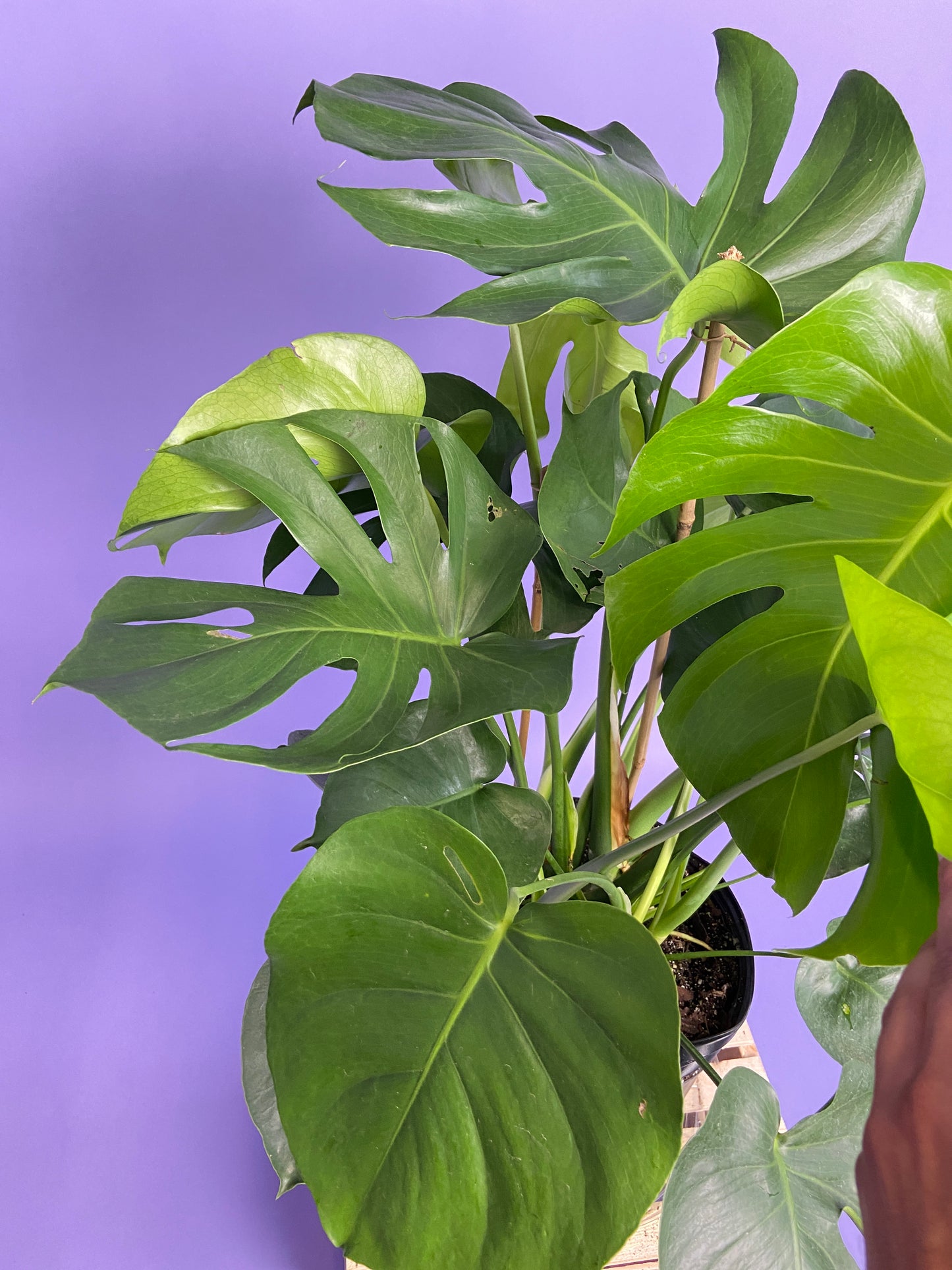Monstera Deliciosa - 10"