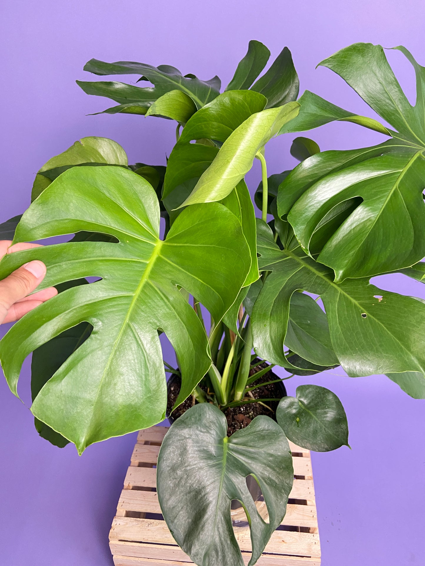 Monstera Deliciosa - 10"
