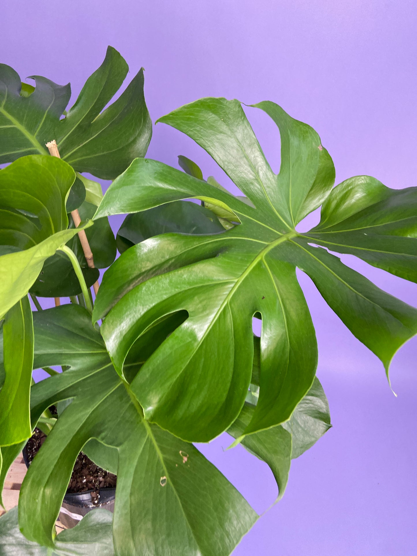 Monstera Deliciosa - 10"