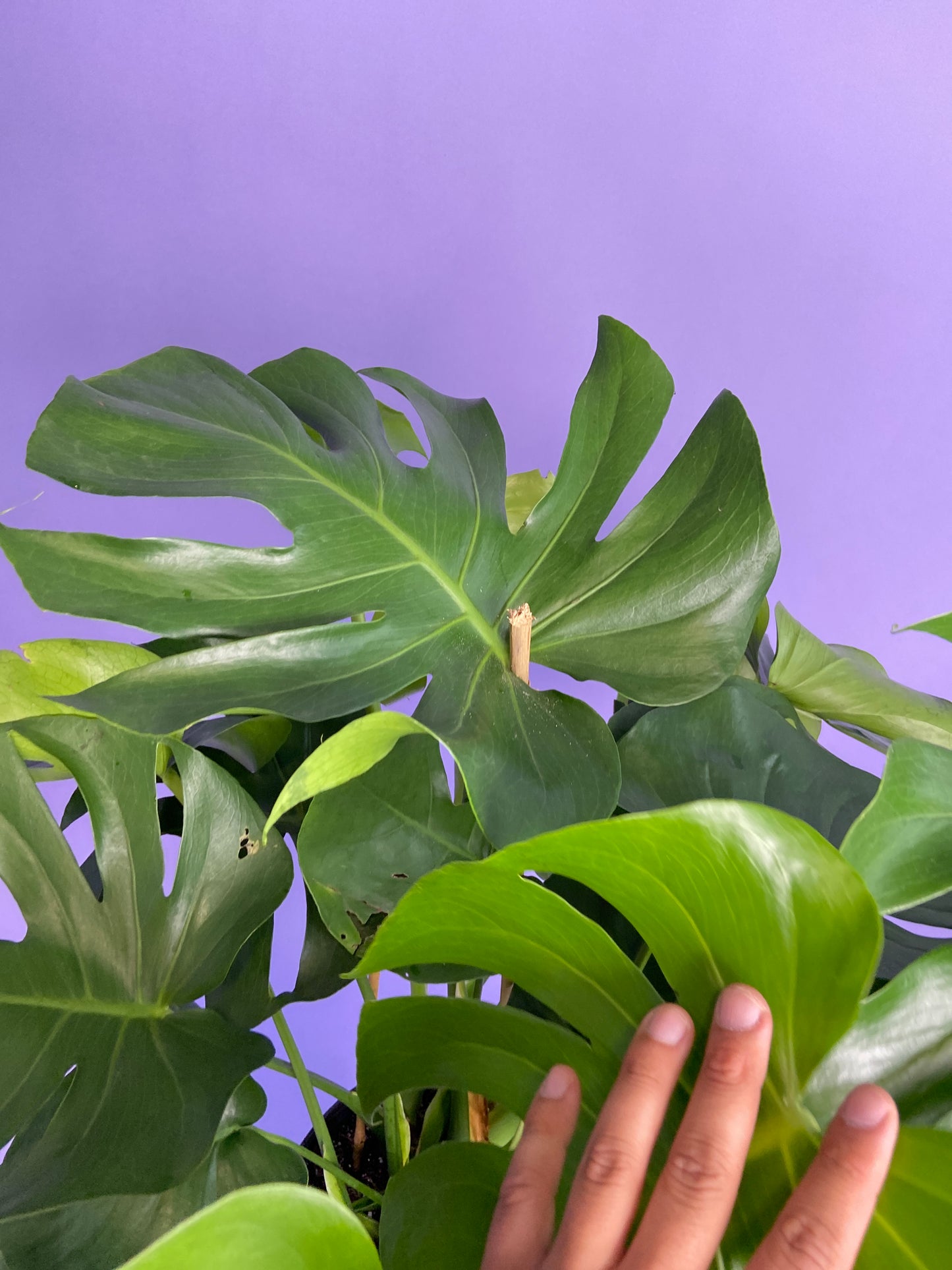Monstera Deliciosa - 10"