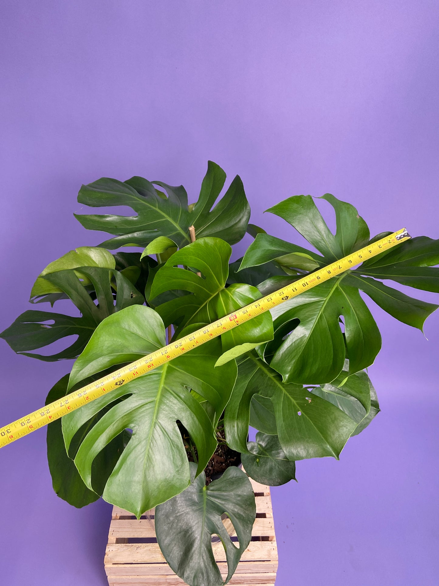 Monstera Deliciosa - 10"