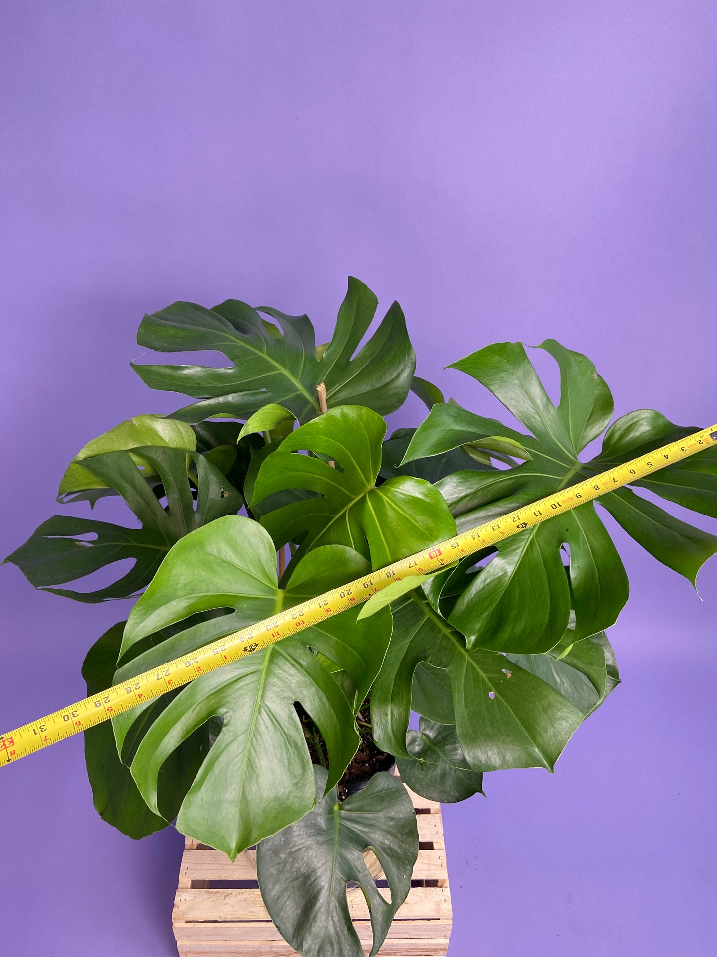 Monstera Deliciosa - 10"