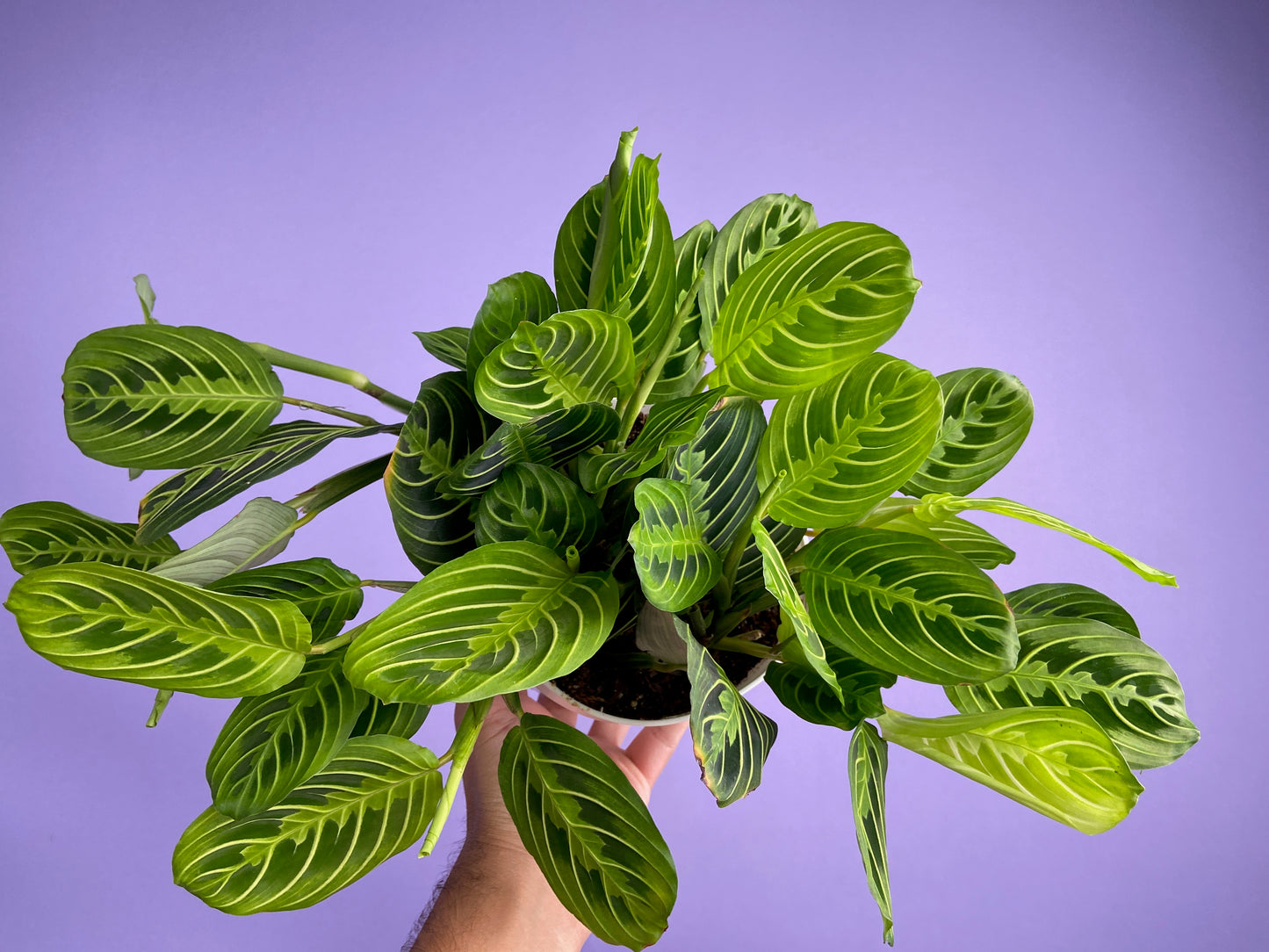 Maranta "Lemon Lime" - 6"
