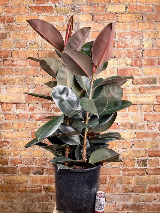 Ficus Burgundy (Rubber Plant) - 10" Pot