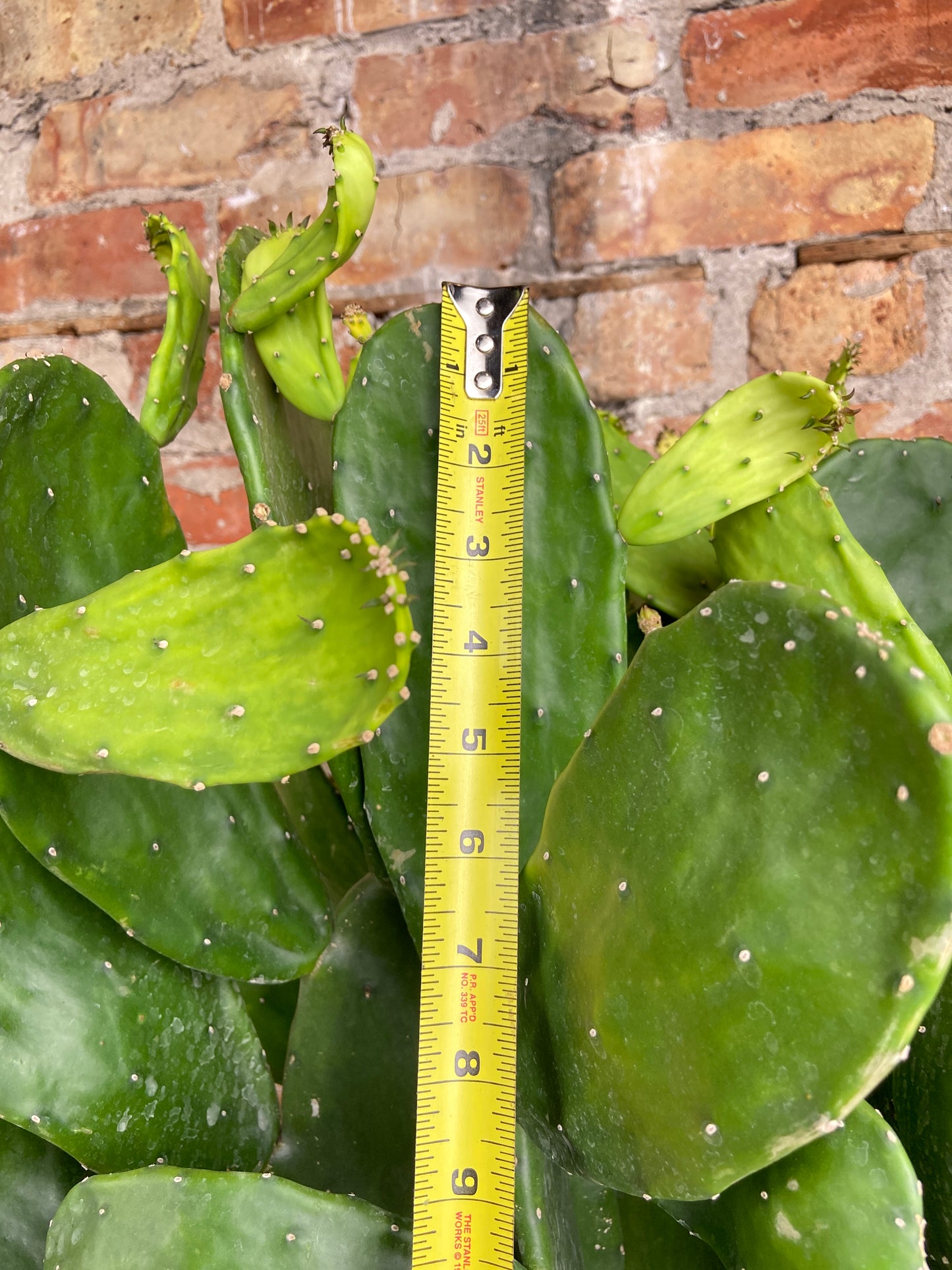 Prickly Pear Cactus (Spineless) - 10" Pot