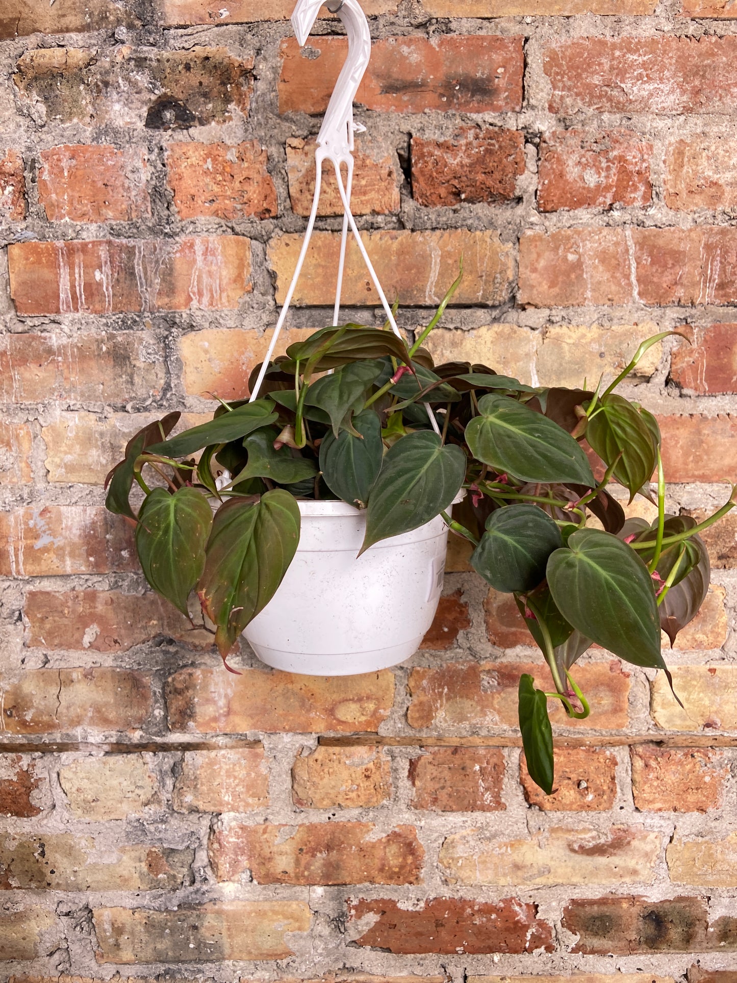 Philodendron Micans (Hanging) - 8"