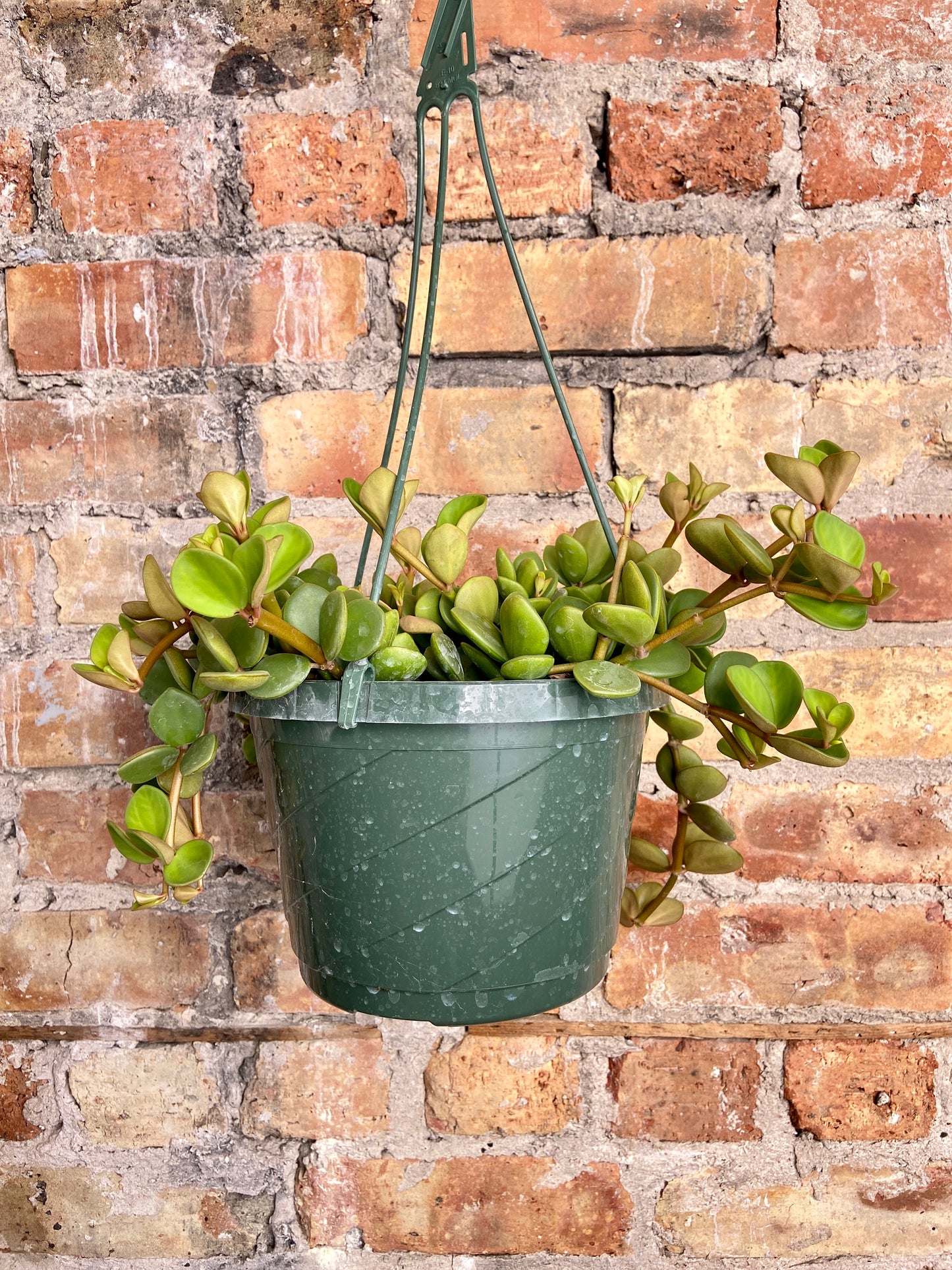 Peperomia "Hope" - 8"