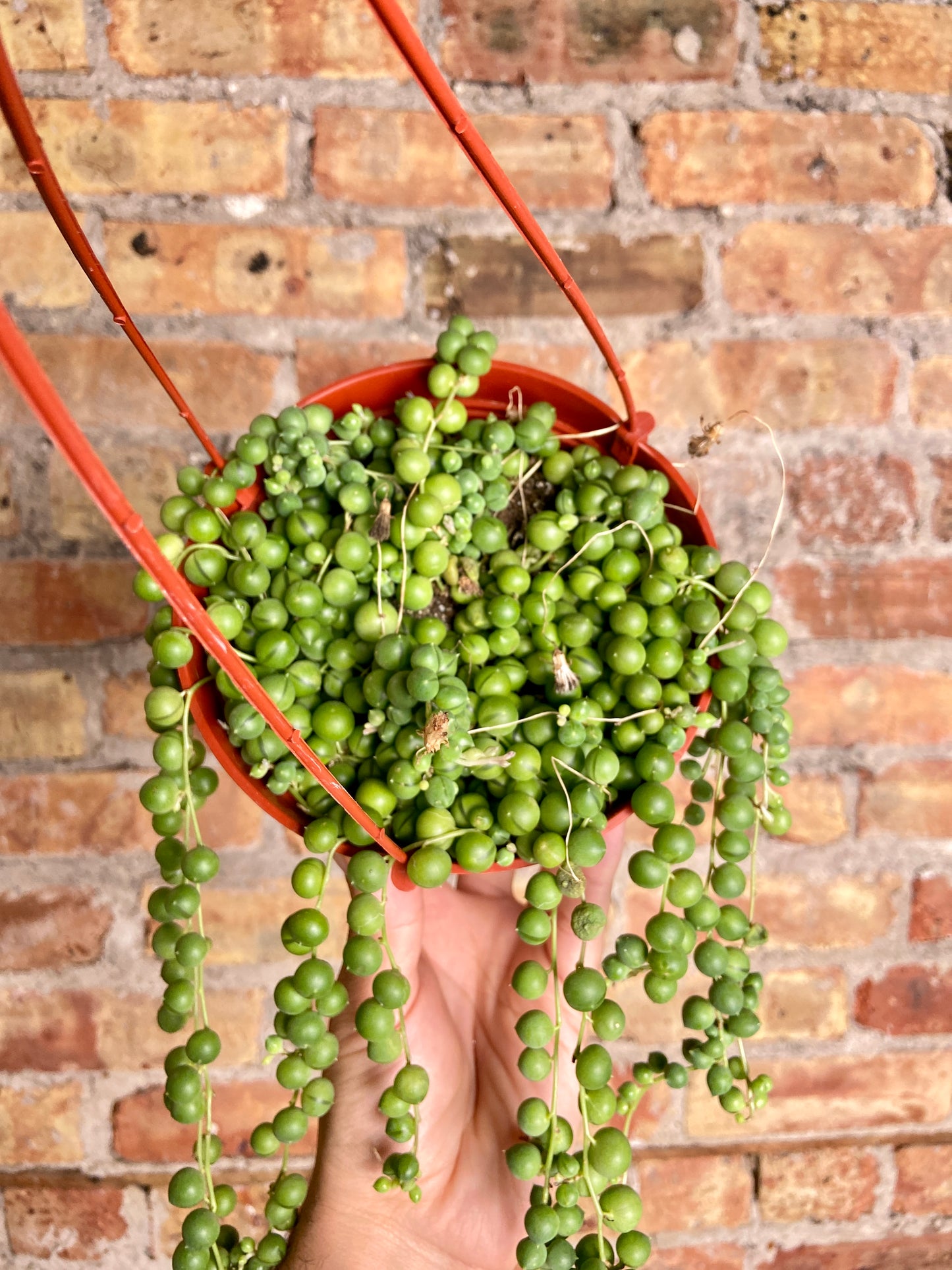 String of Pearls (Hanging Basket) - 6"
