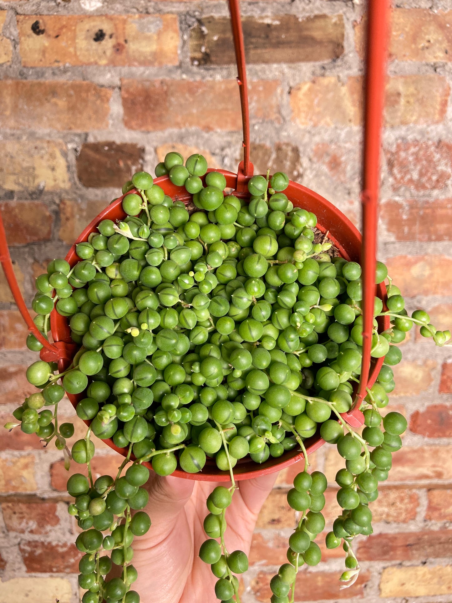String of Pearls (Hanging Basket) - 6"