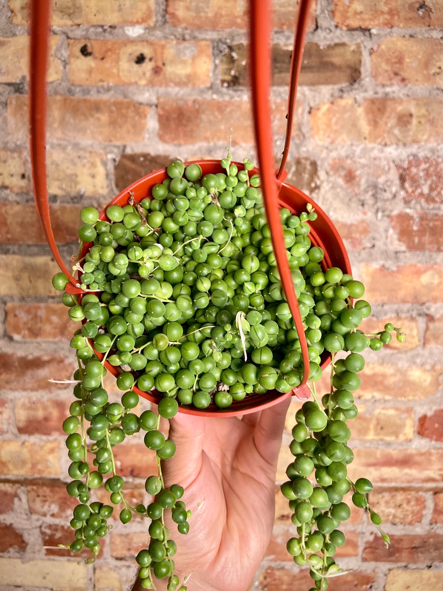String of Pearls (Hanging Basket) - 6"