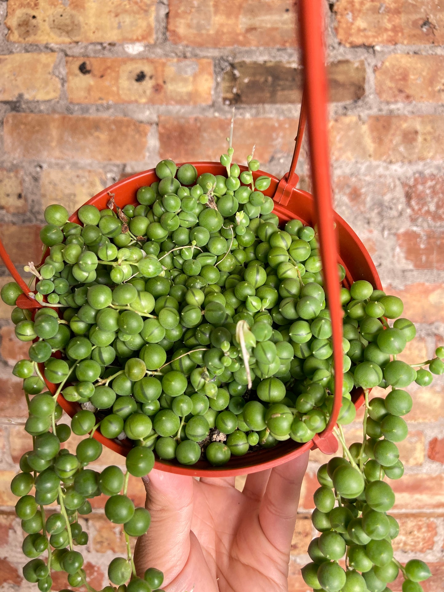 String of Pearls (Hanging Basket) - 6"