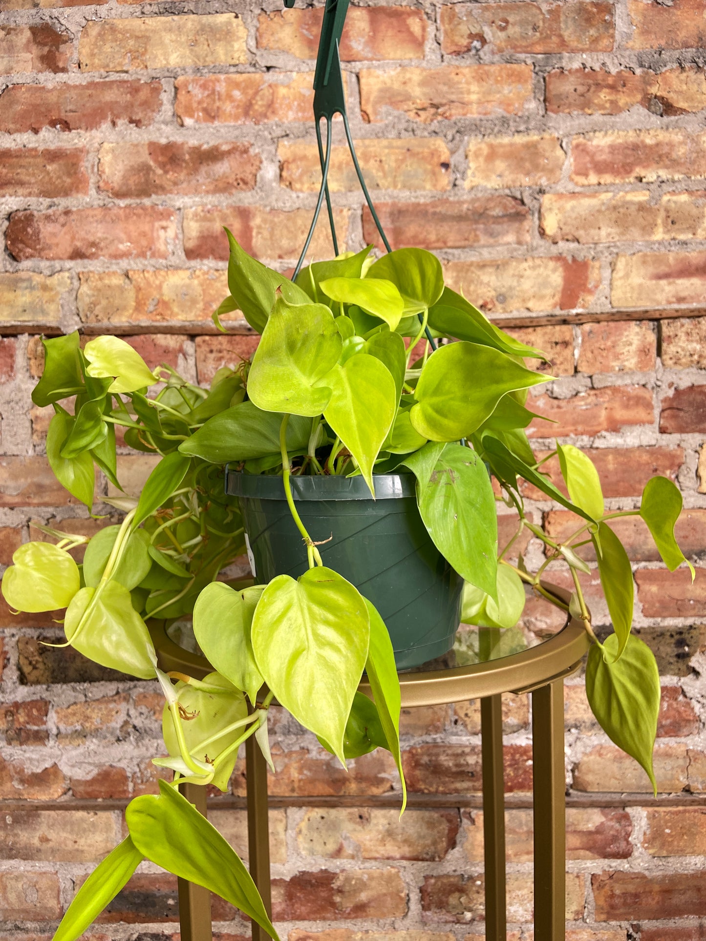 Philodendron "Lemon Lime" (Hanging Basket) - 8"