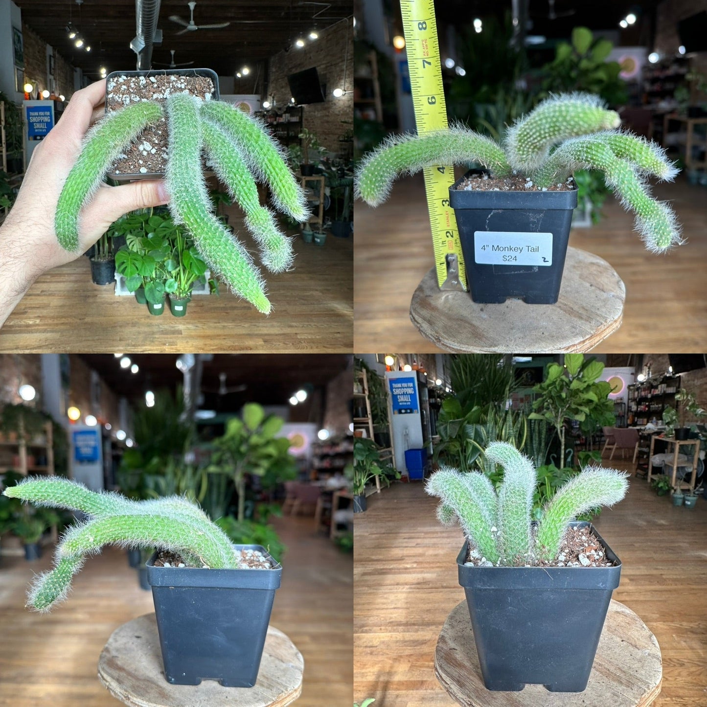 Monkey Tail Cactus - 4" - The Succulent City
