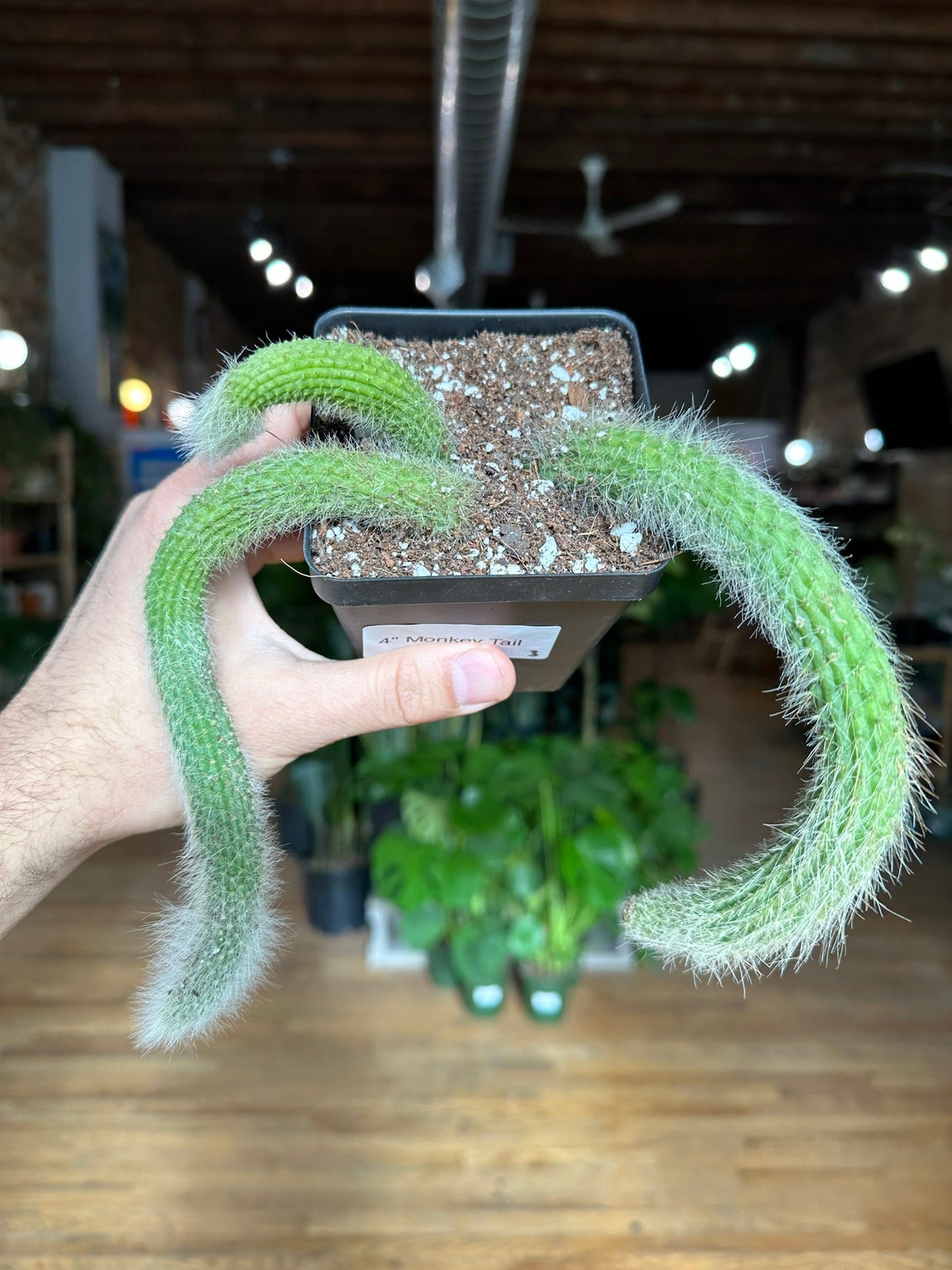 Monkey Tail Cactus - 4" - The Succulent City