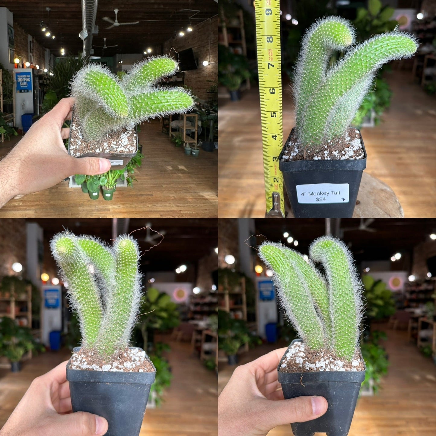 Monkey Tail Cactus - 4" - The Succulent City
