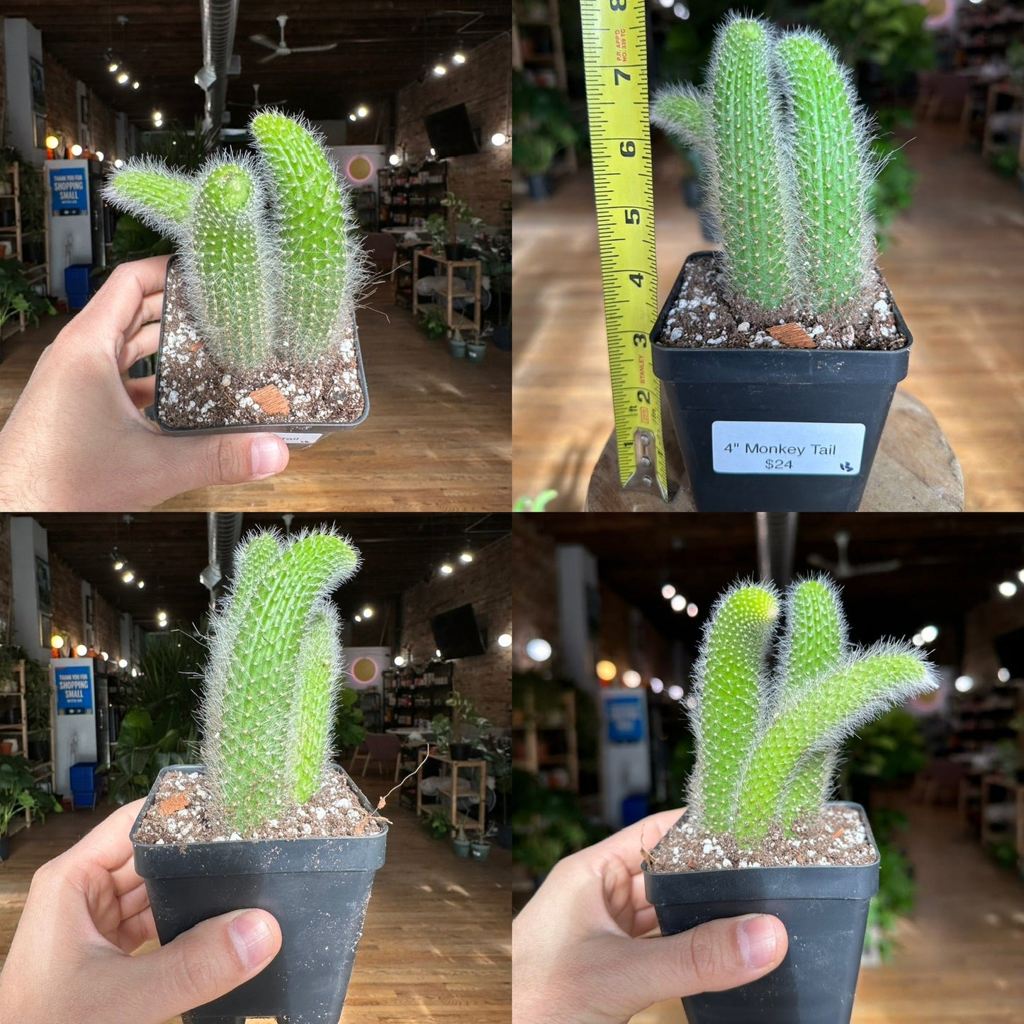 Monkey Tail Cactus - 4" - The Succulent City