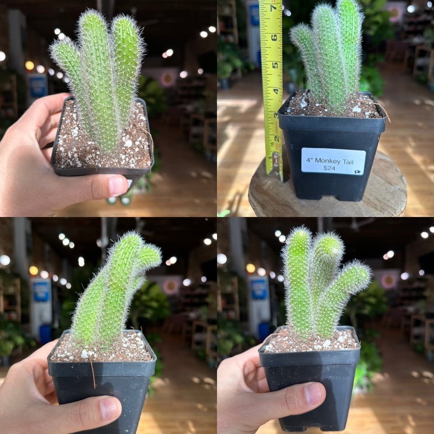 Monkey Tail Cactus - 4" - The Succulent City