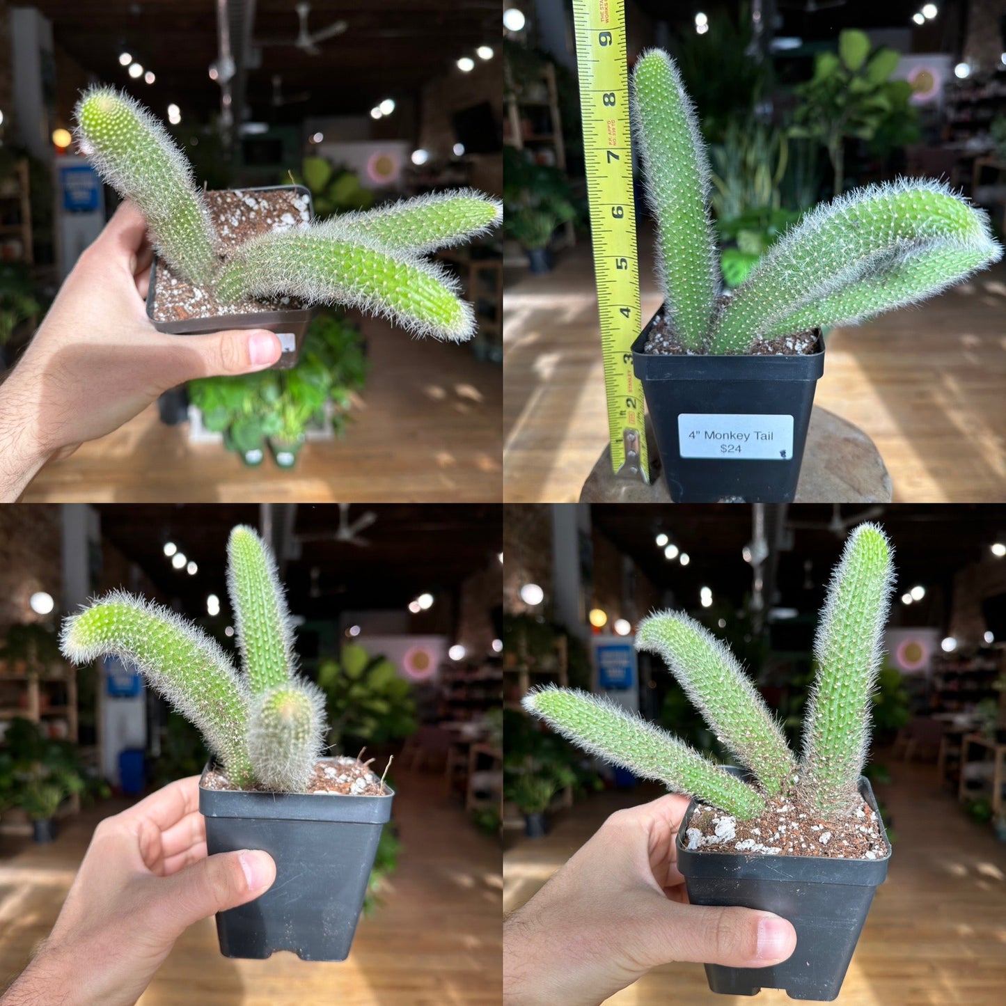 Monkey Tail Cactus - 4" - The Succulent City