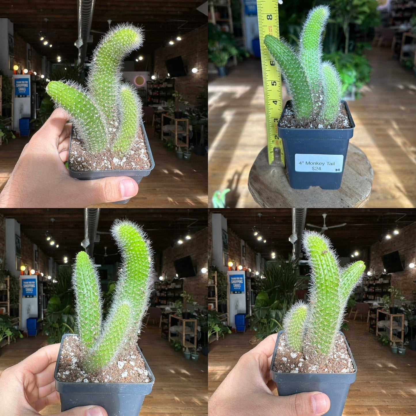 Monkey Tail Cactus - 4" - The Succulent City