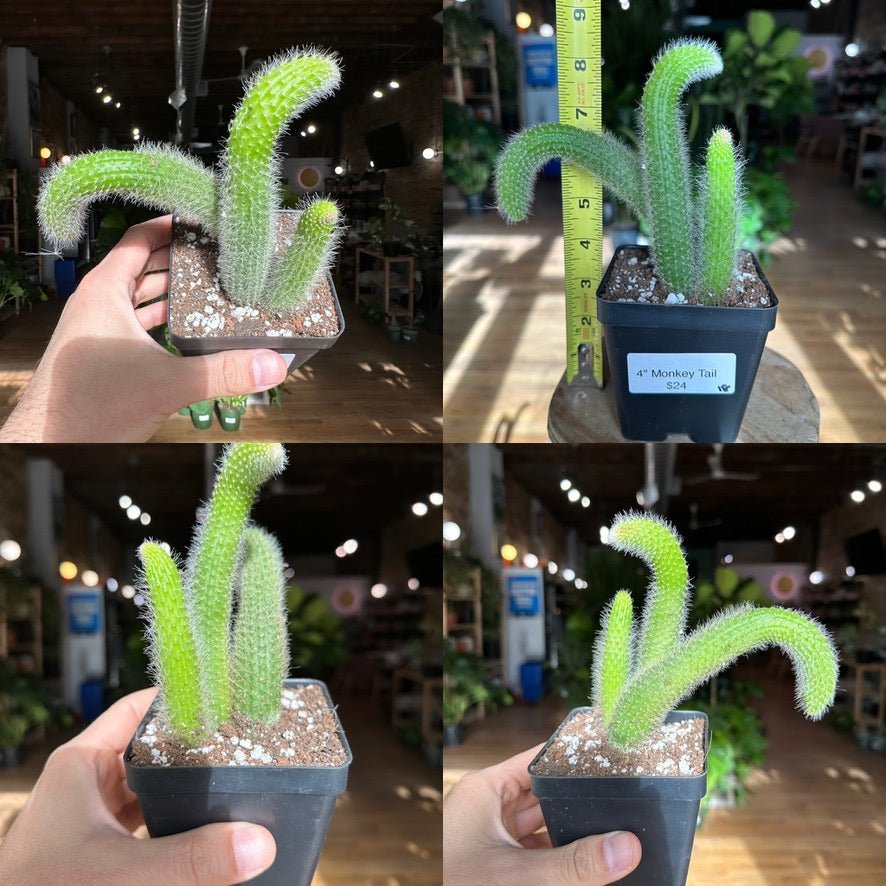 Monkey Tail Cactus - 4" - The Succulent City