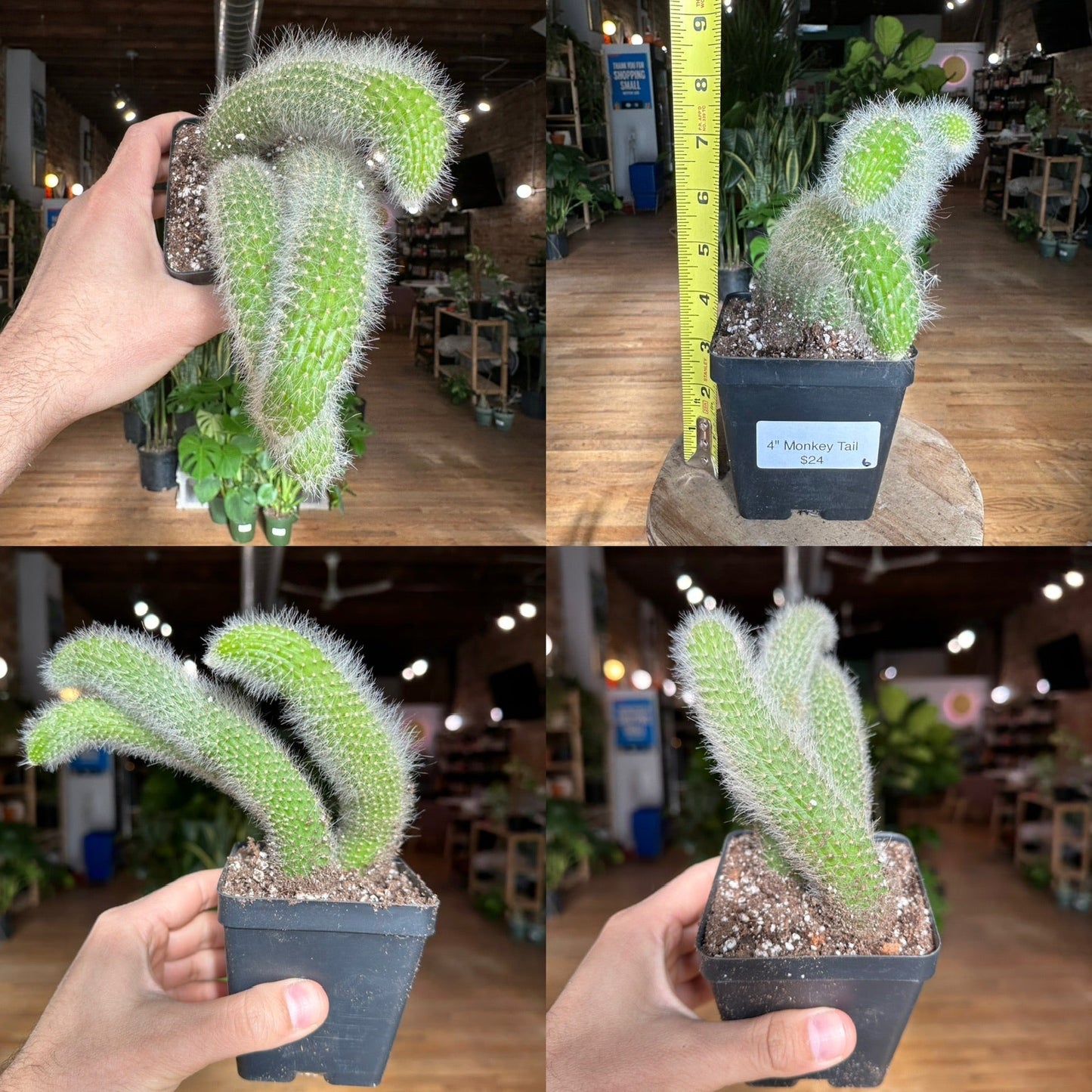 Monkey Tail Cactus - 4" - The Succulent City