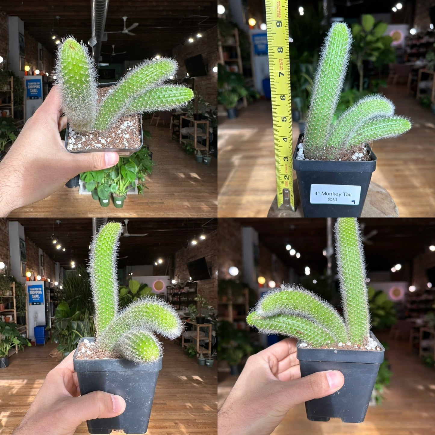 Monkey Tail Cactus - 4" - The Succulent City