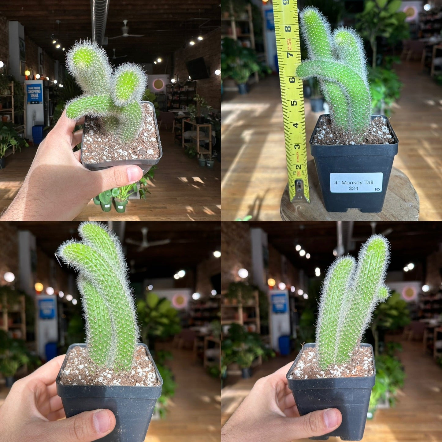 Monkey Tail Cactus - 4" - The Succulent City