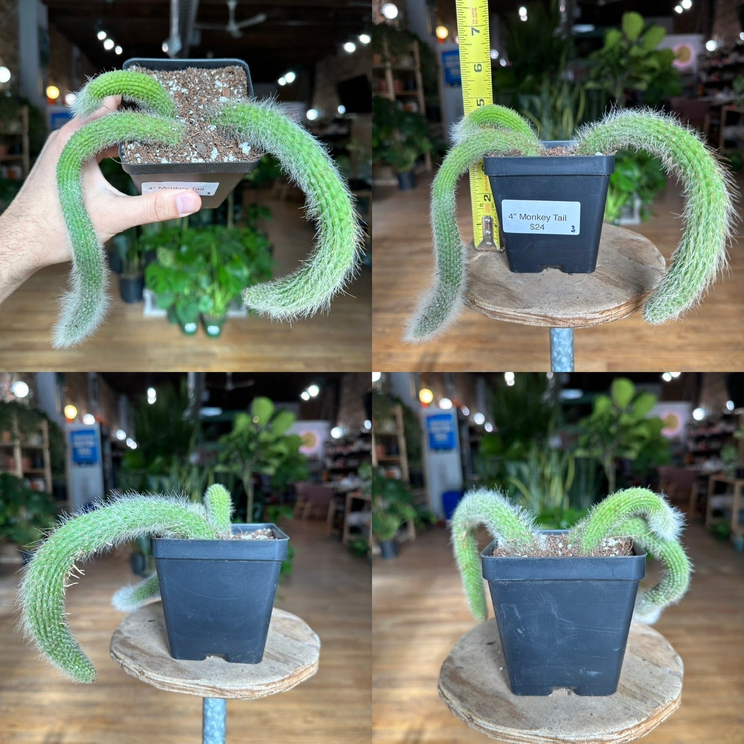 Monkey Tail Cactus - 4" - The Succulent City