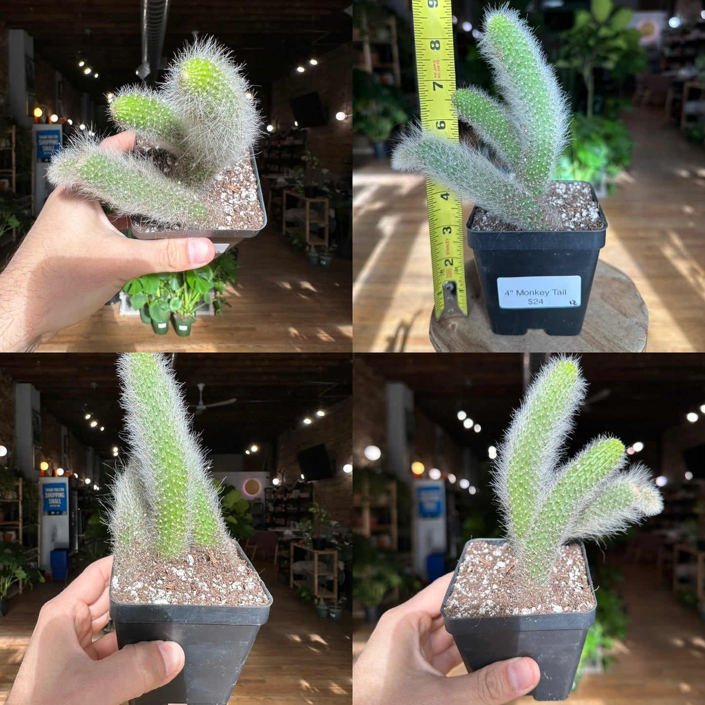 Monkey Tail Cactus - 4" - The Succulent City