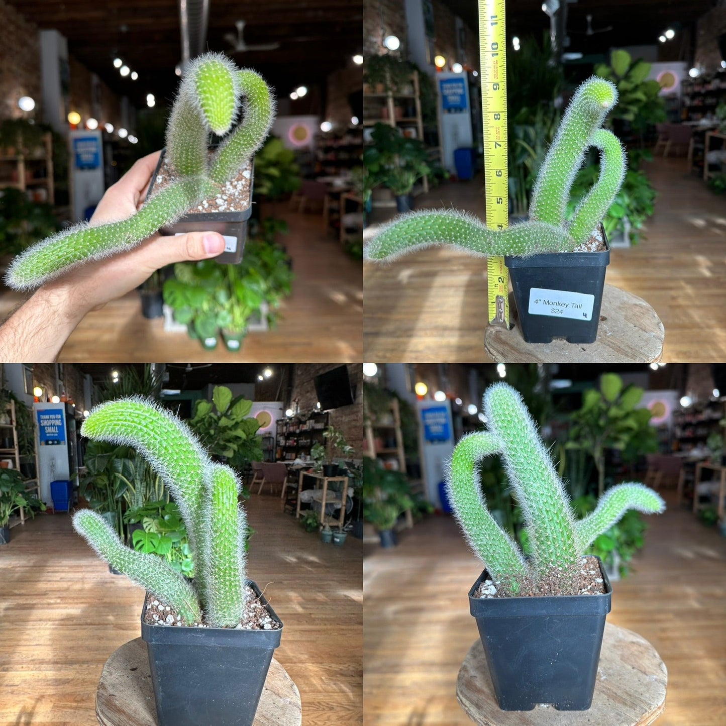 Monkey Tail Cactus - 4" - The Succulent City