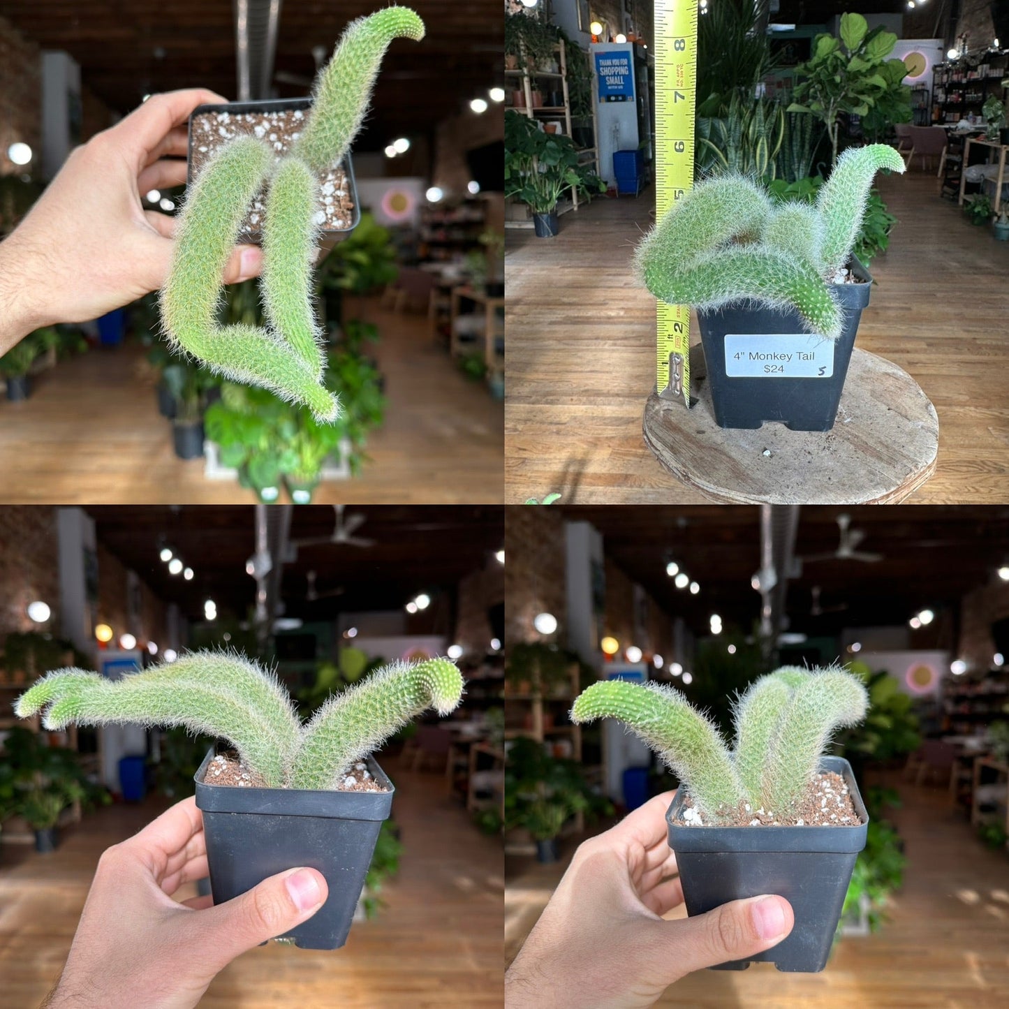 Monkey Tail Cactus - 4" - The Succulent City