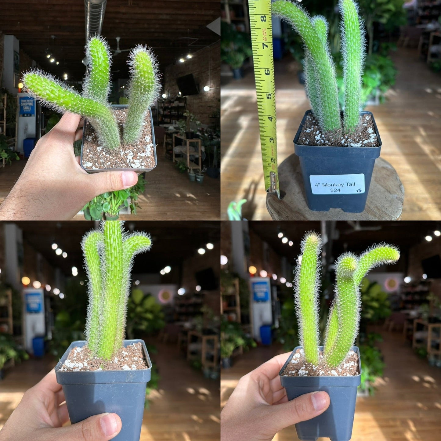Monkey Tail Cactus - 4" - The Succulent City