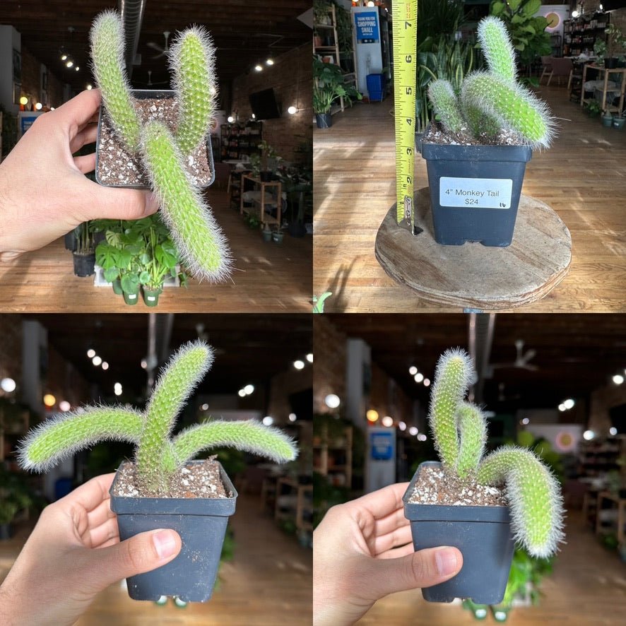 Monkey Tail Cactus - 4" - The Succulent City
