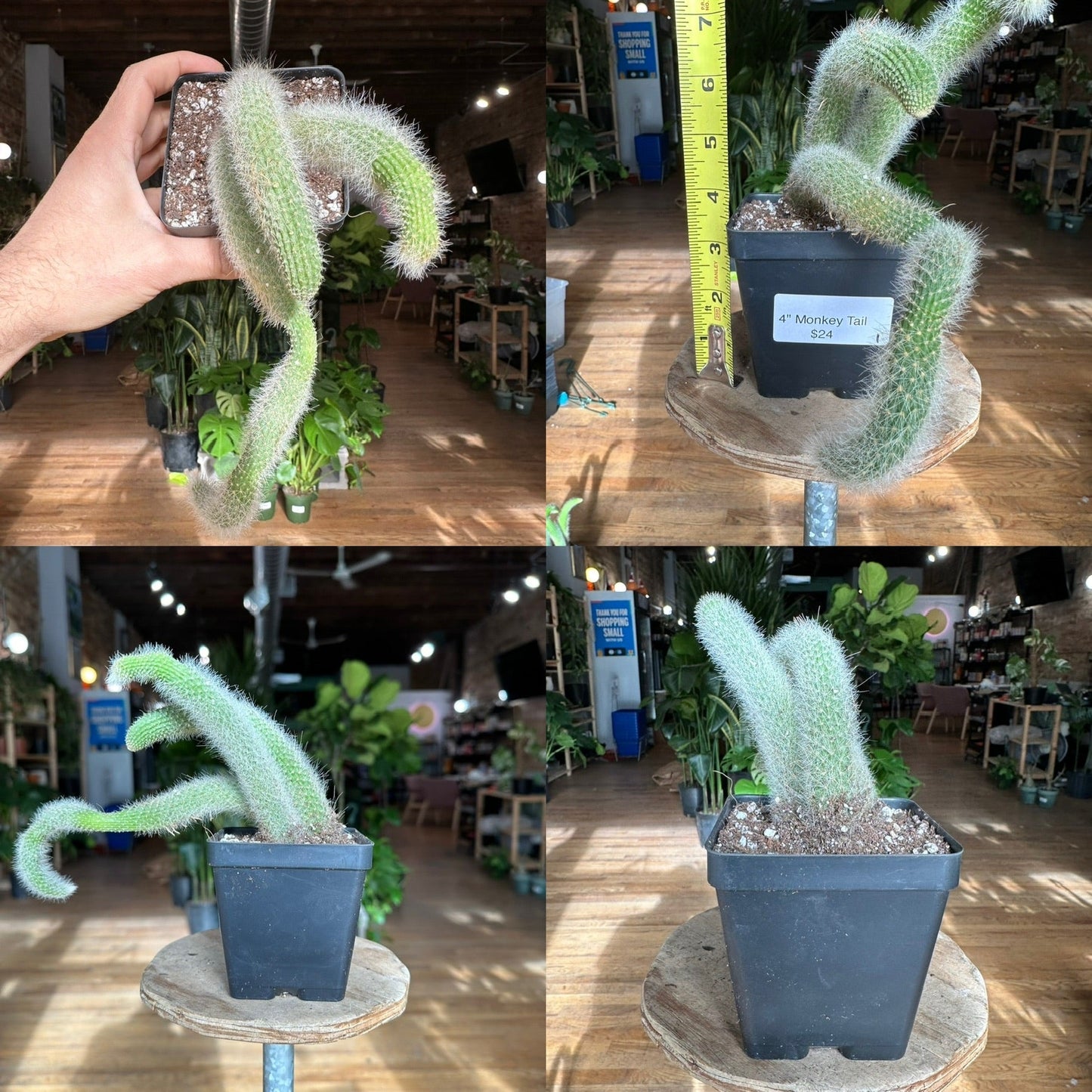 Monkey Tail Cactus - 4" - The Succulent City