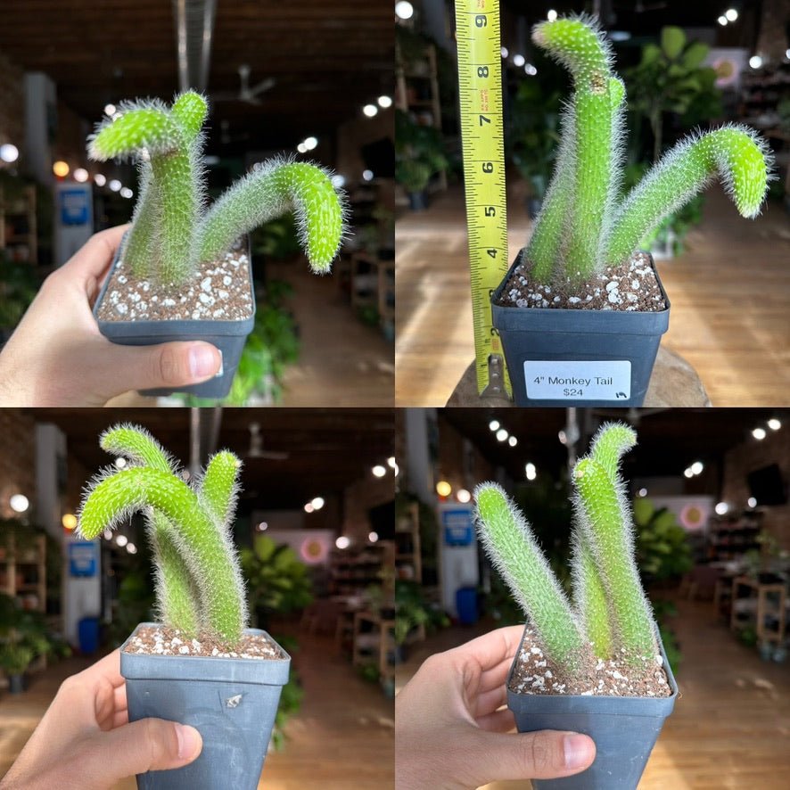 Monkey Tail Cactus - 4" - The Succulent City