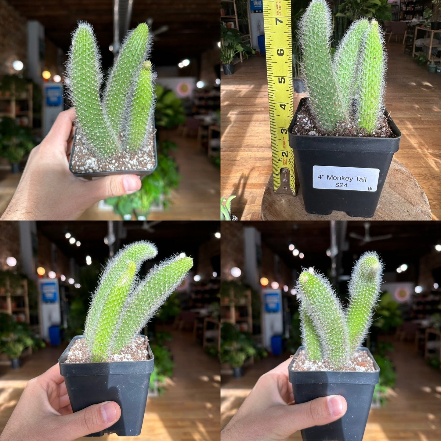 Monkey Tail Cactus - 4" - The Succulent City