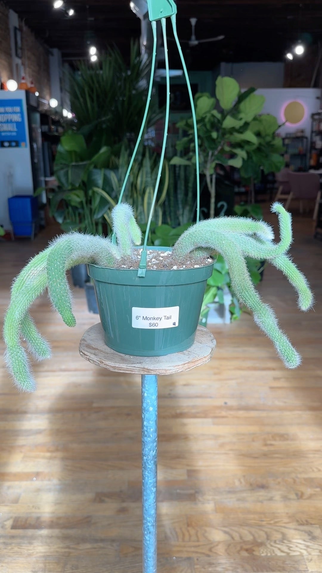 Monkey Tail Cactus - 6" - The Succulent City
