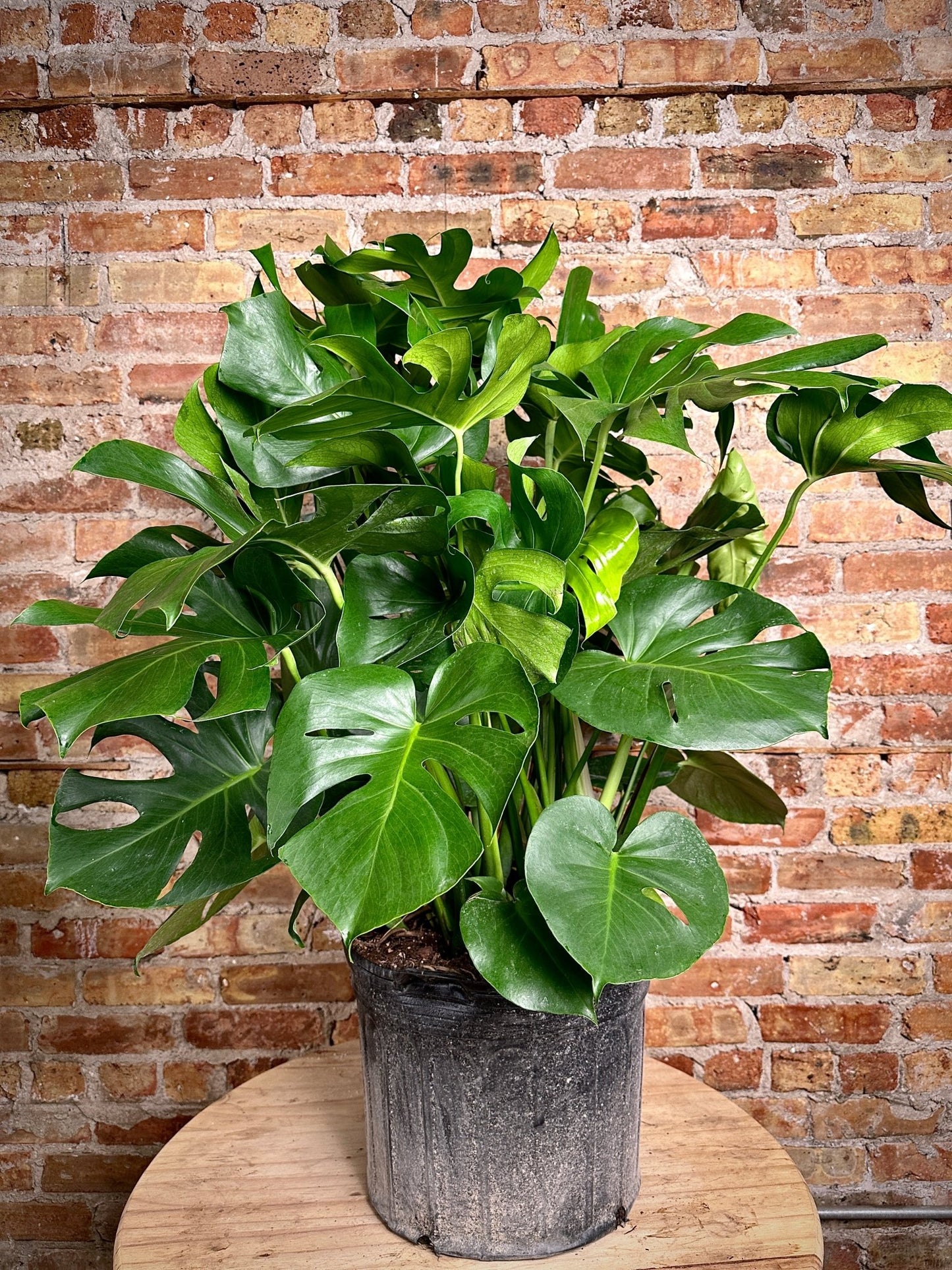 Monstera Deliciosa - 14” - The Succulent City