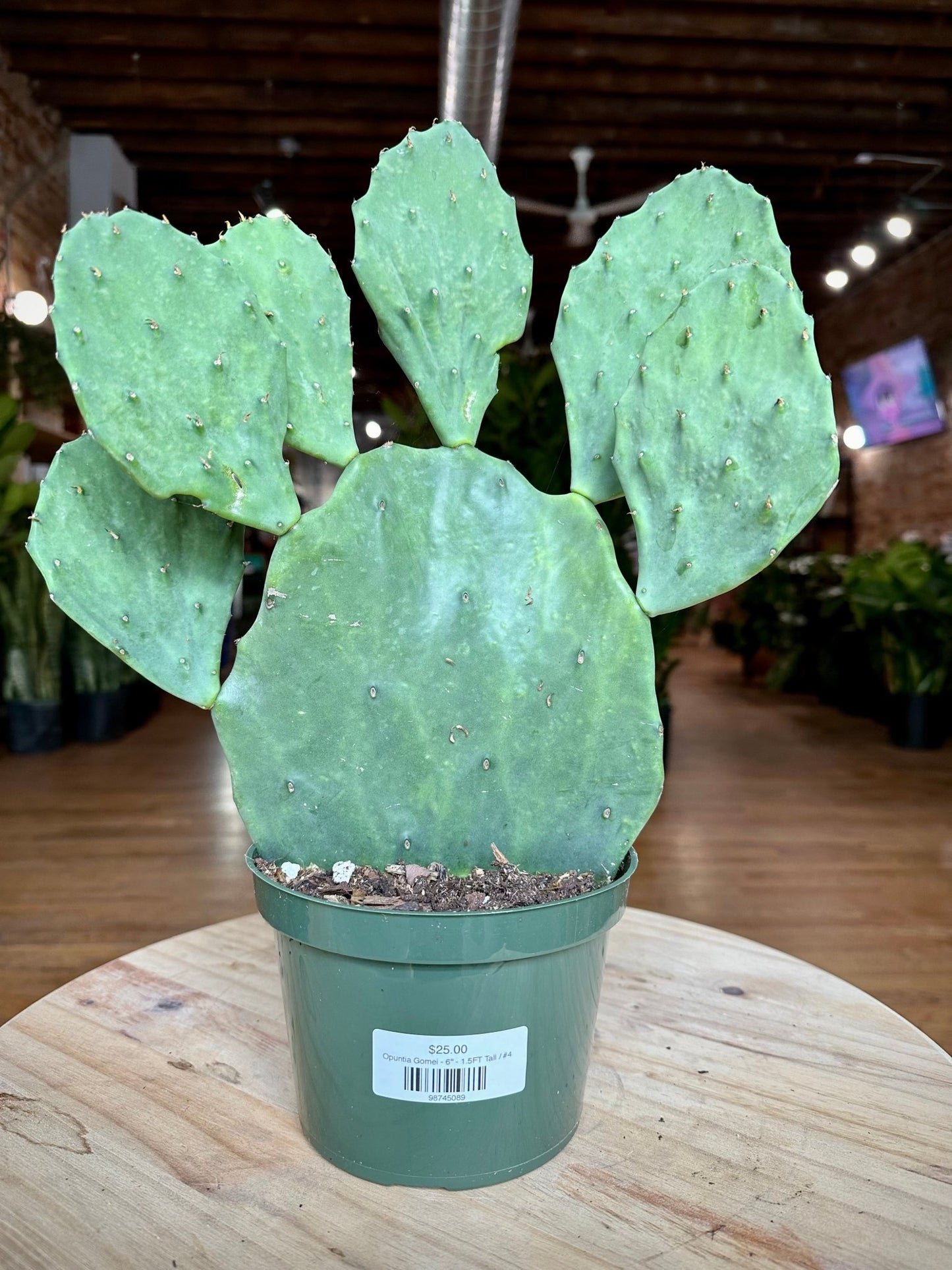 Opuntia Gomei - 6" - 1.5FT Tall - The Succulent City