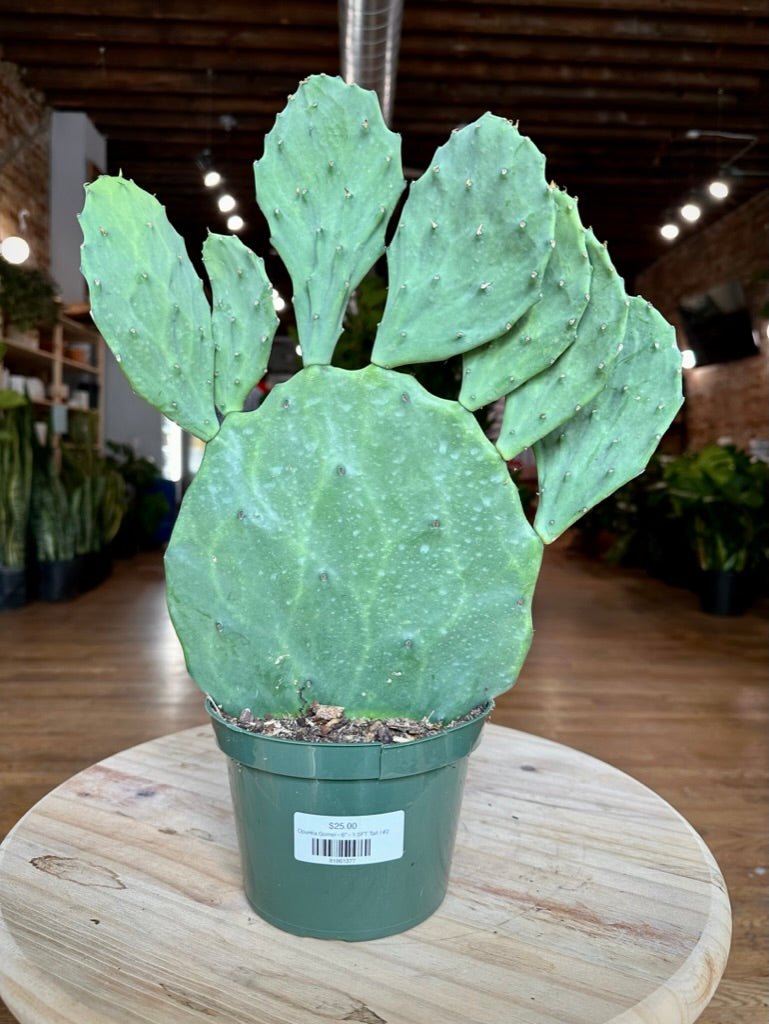 Opuntia Gomei - 6" - 1.5FT Tall - The Succulent City