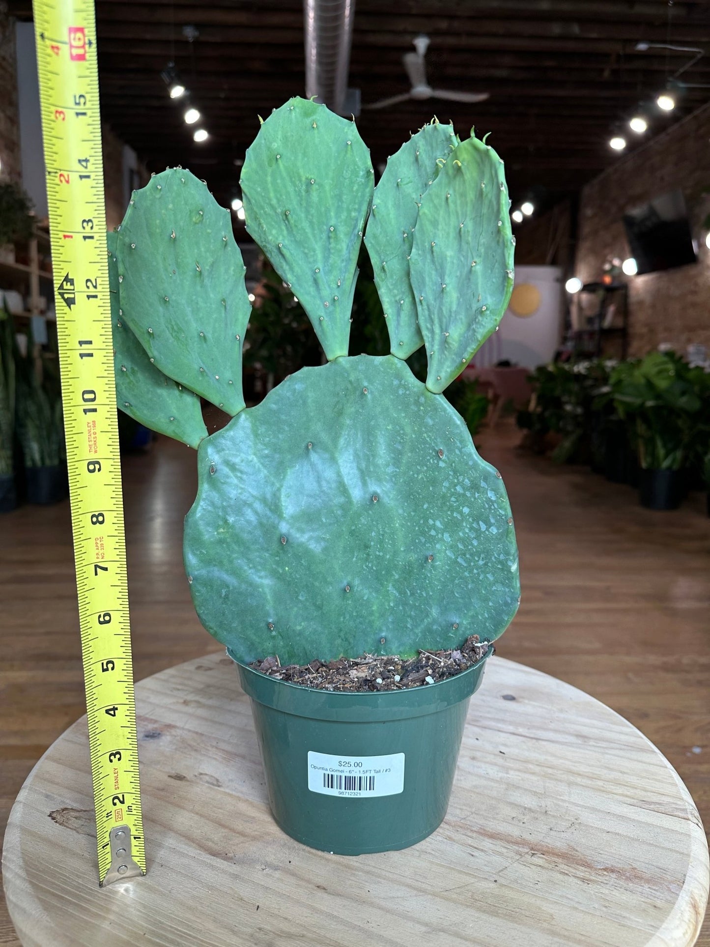 Opuntia Gomei - 6" - 1.5FT Tall - The Succulent City