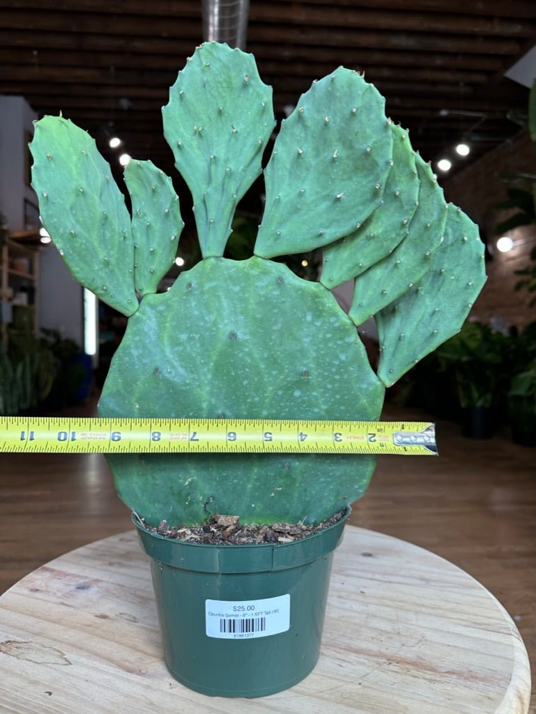 Opuntia Gomei - 6" - 1.5FT Tall - The Succulent City