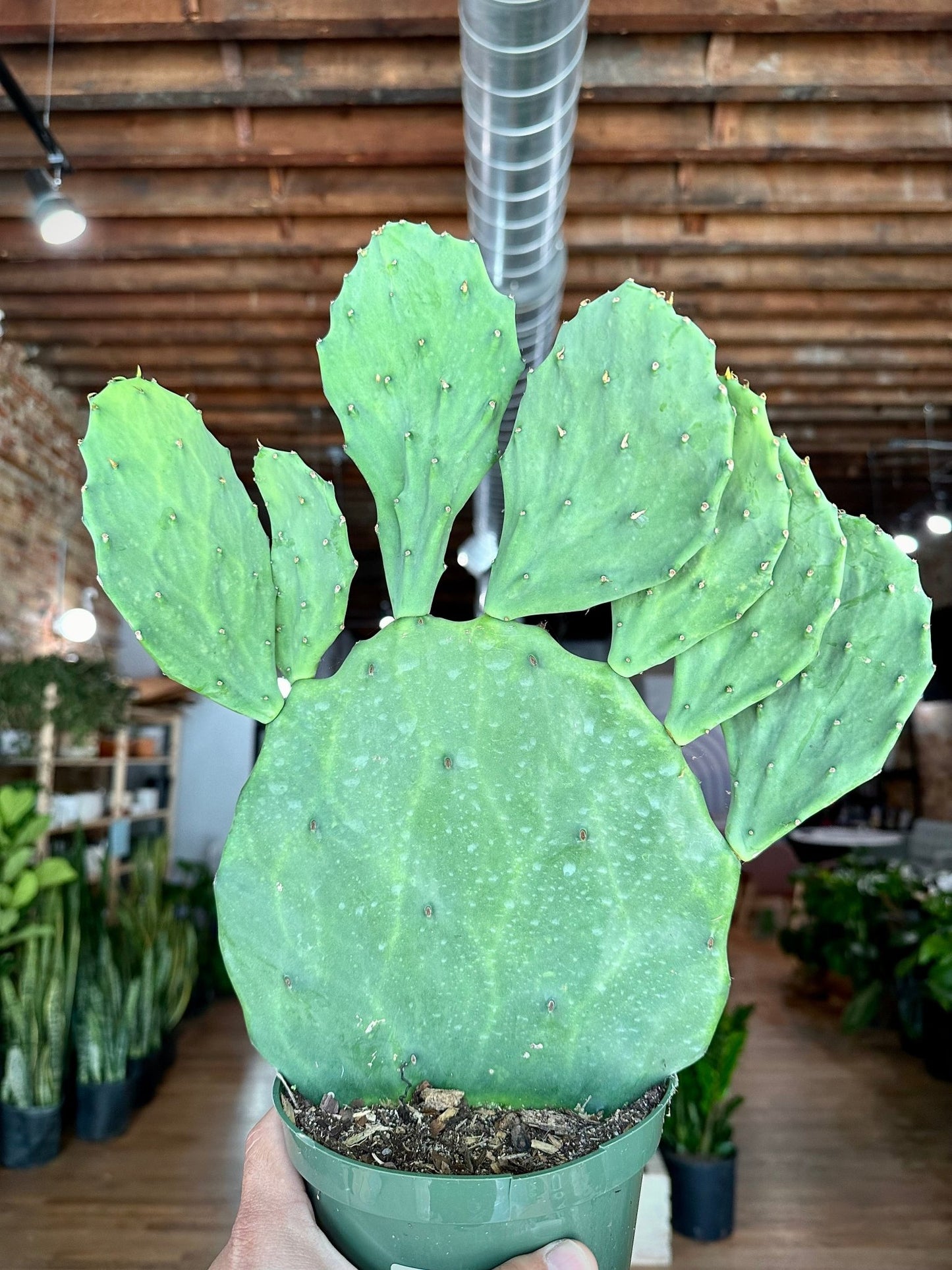 Opuntia Gomei - 6" - 1.5FT Tall - The Succulent City