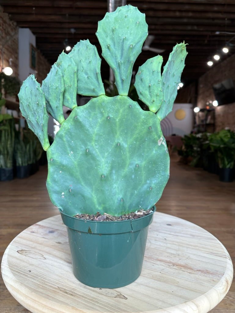 Opuntia Gomei - 6" - 1.5FT Tall - The Succulent City