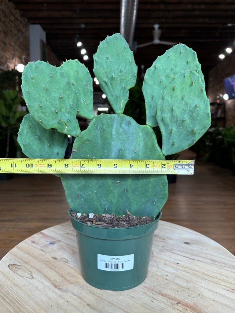 Opuntia Gomei - 6" - 1.5FT Tall - The Succulent City