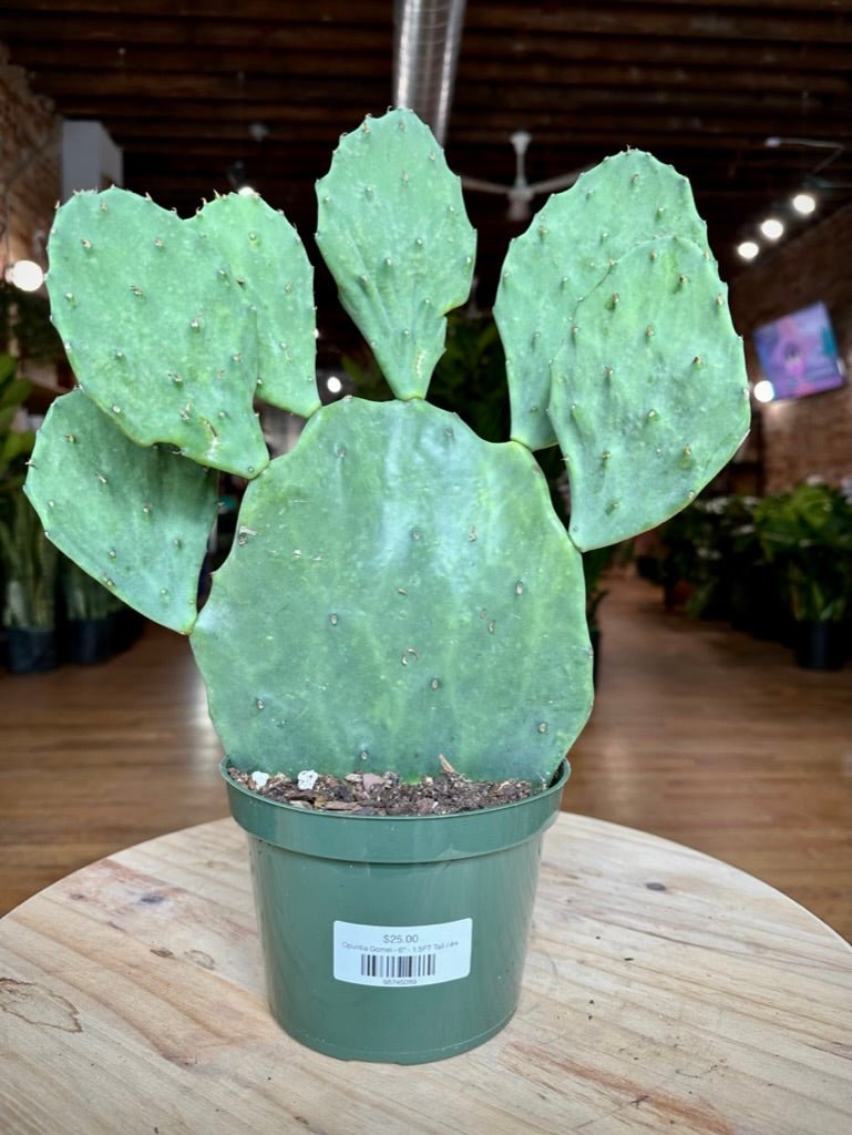 Opuntia Gomei - 6" - 1.5FT Tall - The Succulent City